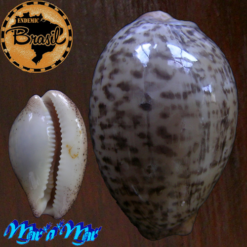 Cypraea (Luria) cinerea brasiliensis L. & H., 1993