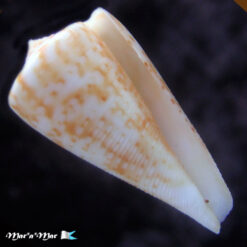 Conus sp. - Imagem 2