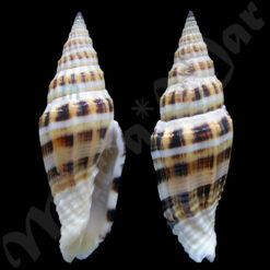 Vexillum albofulvum Hermann, 2007