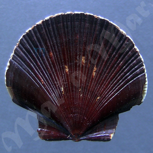 Pecten ziczac (Linnaeus, 1758)