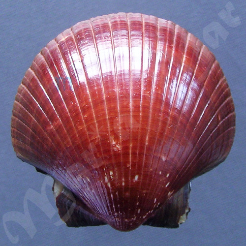 Pecten ziczac (Linnaeus, 1758) - Imagem 2