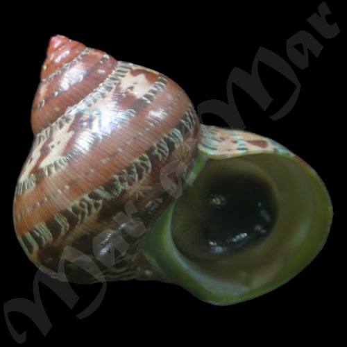 Turbo petholatus Linnaeus, 1758