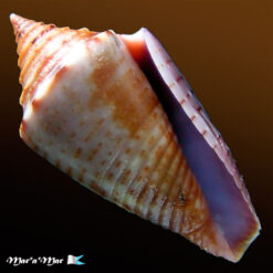 Jaspidiconus simonei Petuch & Myers, 2014