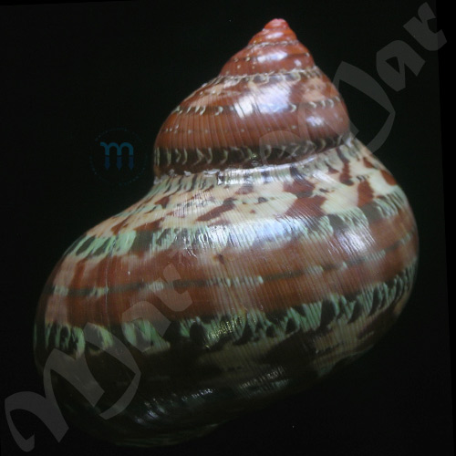 Turbo petholatus Linnaeus, 1758 - Image 2