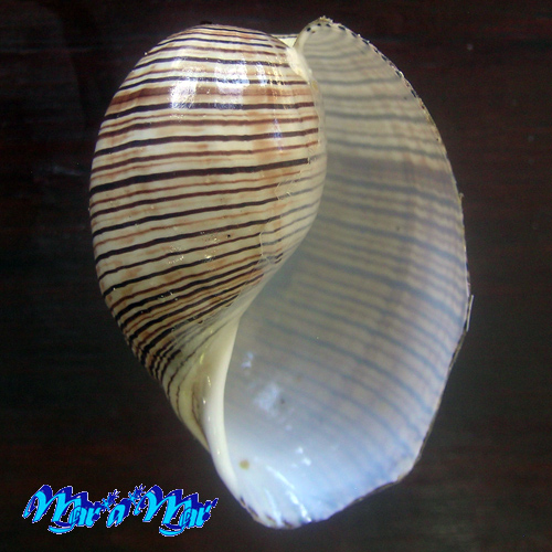Hydatina physis (Linnaeus, 1758)