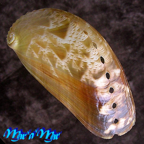 Haliotis asinina Linnaeus, 1758