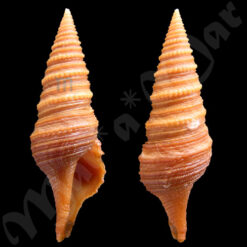 Gemmula rosario Shikama & Hayashi, 1977