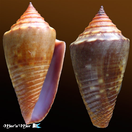 Jaspidiconus simonei Petuch & Myers, 2014