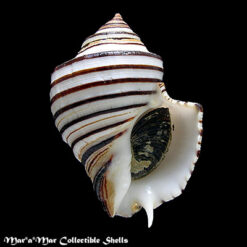 Opeatostoma pseudodon (Burrow, 1815)