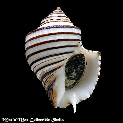 Opeatostoma pseudodon (Burrow, 1815)