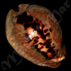 Cypraea (Muracypraea) mus mus Linnaeus, 1758