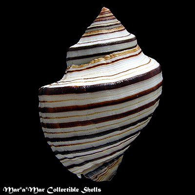 Opeatostoma pseudodon (Burrow, 1815) - Imagem 2