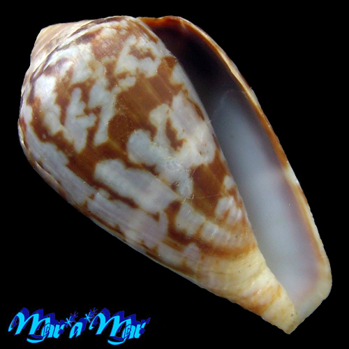 Conus guinaicus Hwass, 1792