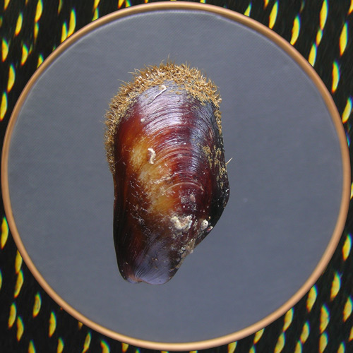 Modiolus americanus Leach, 1815*