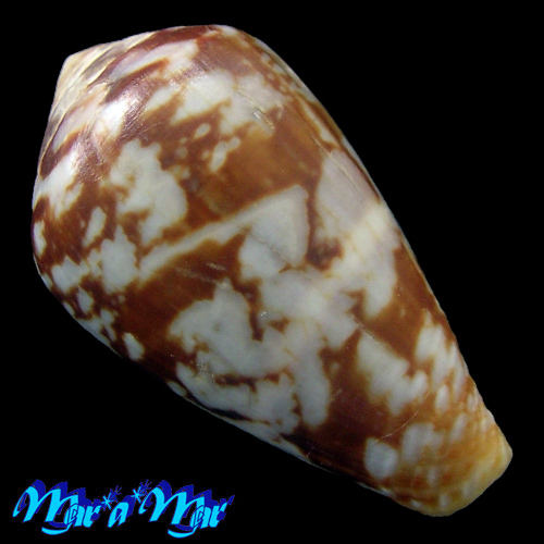 Alternative view of Conus guinaicus Hwass, 1792