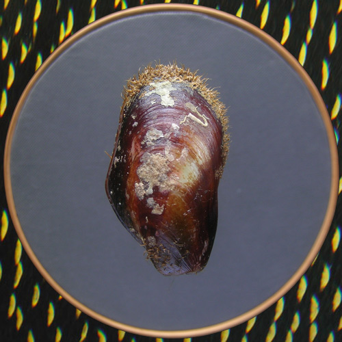 Modiolus americanus Leach, 1815* - Imagem 2