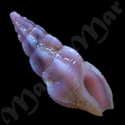 Drillia sp.