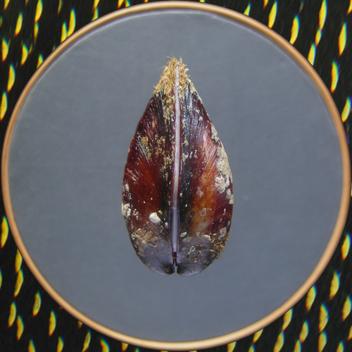 Modiolus americanus Leach, 1815* - Imagem 3