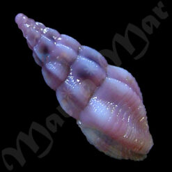 Drillia sp. - Imagem 2