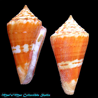 Conus carioca Petuch, 1986