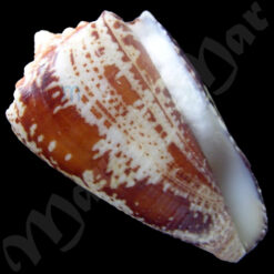 Conus regius Gmelin, 1791