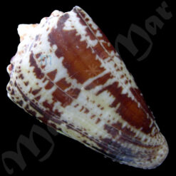 Conus regius Gmelin, 1791 - Image 2