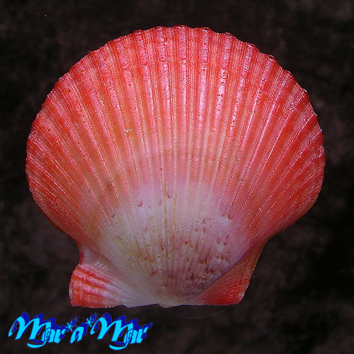 Alternative view of Aequipecten flabellum Gmelin, 1791