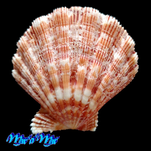 Nodipecten nodosus Linnaeus, 1758 - Imagem 2