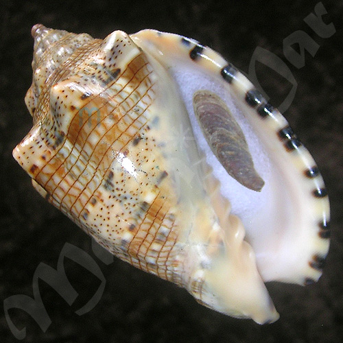 Voluta musica Linnaeus, 1758