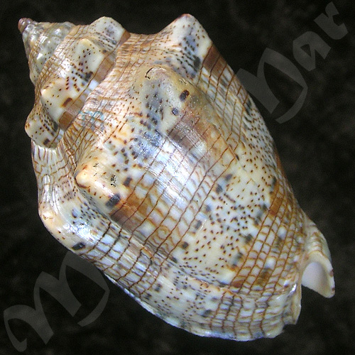 Voluta musica Linnaeus, 1758 - Image 2