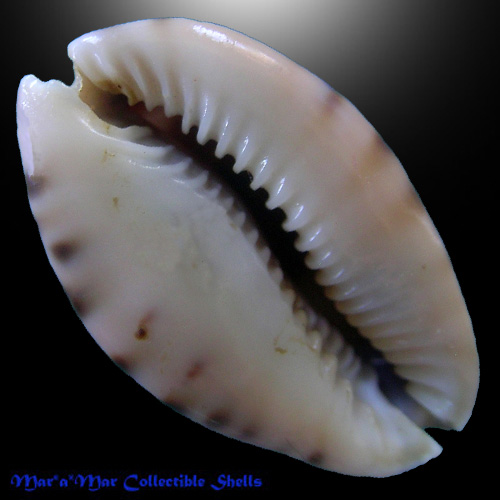 Alternative view of Cypraea (Pseudozonaria) arabicula Lamarck, 1819