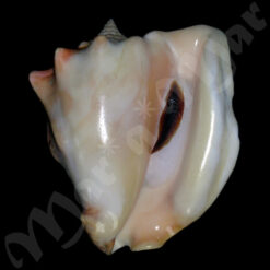 Strombus costatus spectabilis Gmelin, 1791