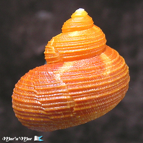 Turbo heisei  Prado, 1999