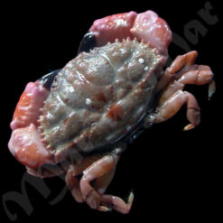 Xanthodius denticulatus (White, 1848)
