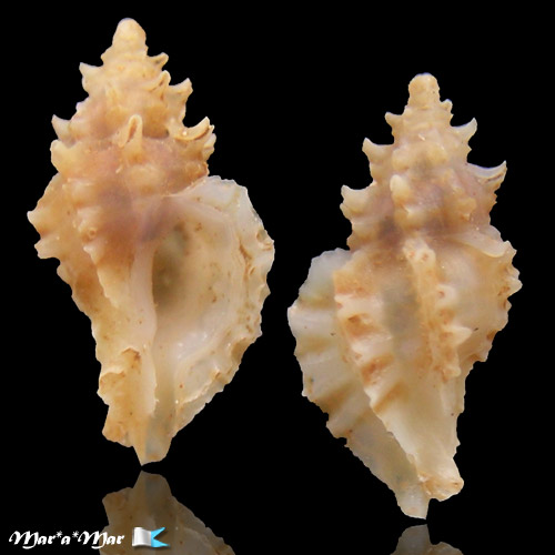 Pazinotus bodarti P.M.Costa, 1993