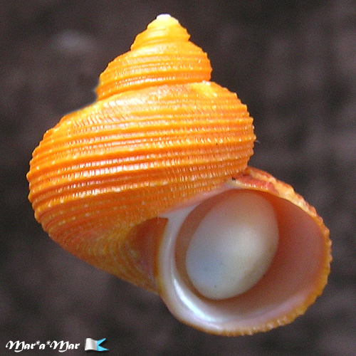 Alternative view of Turbo heisei  Prado, 1999