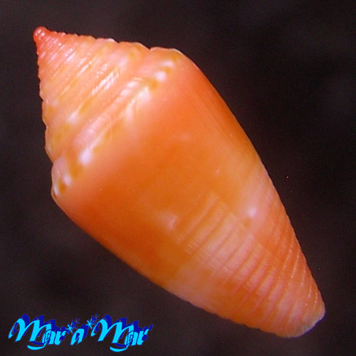 Alternative view of Conus damasoi Consignani, 2007