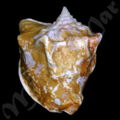 Strombus costatus spectabilis Gmelin, 1791 - Imagem 2