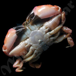 Xanthodius denticulatus (White, 1848) - Imagem 2