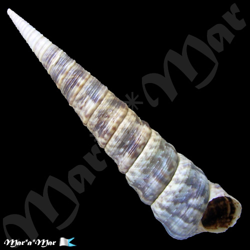 Turritella variegata (Linnaeus, 1758)