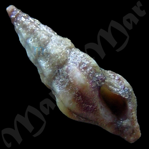 Drillia sp.