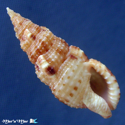 Colubraria testacea (Morch, 1877)