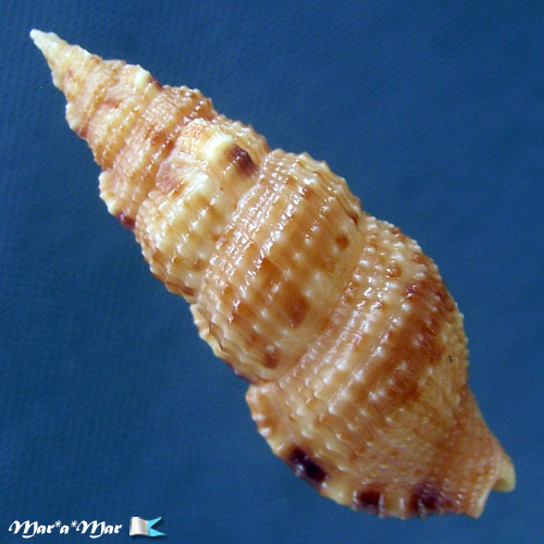 Colubraria testacea (Morch, 1877) - Image 2