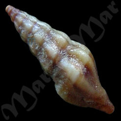 Drillia sp. - Imagem 2