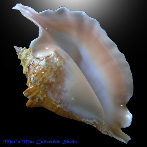 Strombus gallus Linnaeus, 1758