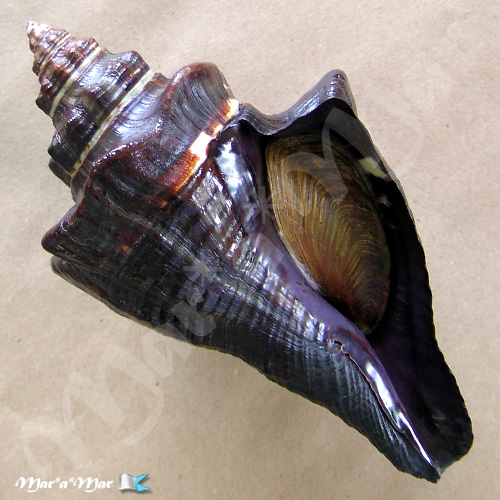 Alternative view of Pugilina tupiniquim Abbate & Simone, 2015