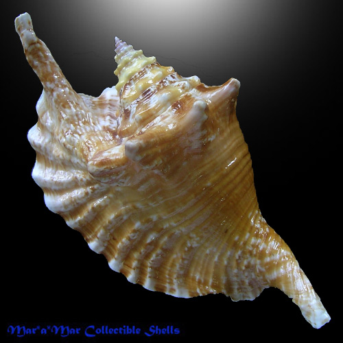 Strombus gallus Linnaeus, 1758 - Imagem 2