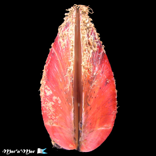 Modiolus americanus Leach, 1815 - Imagem 2