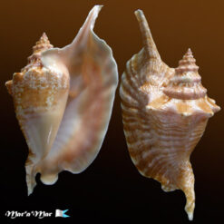 Strombus gallus Linnaeus, 1758