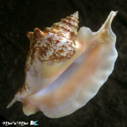 Strombus gallus Linnaeus, 1758